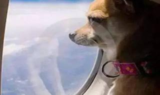 什么情况下可以带宠物上飞机或者火车 宠物能上飞机吗